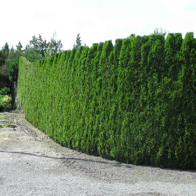 Thuja occidentalis 'Smaragd'