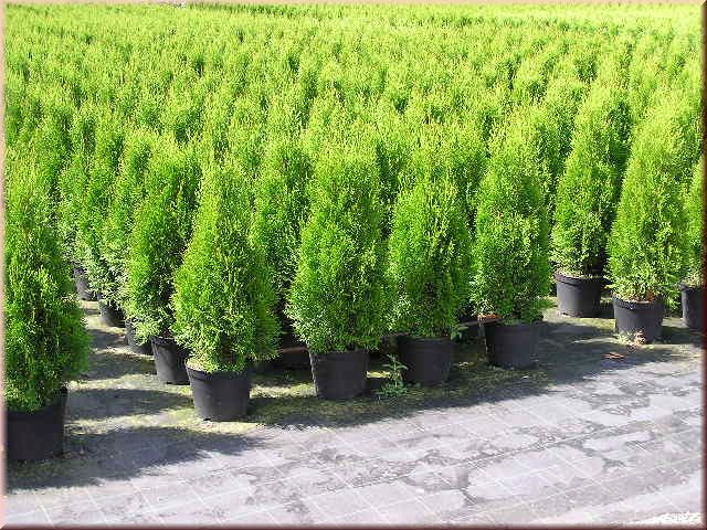 Thuja occidentalis 'Smaragd'