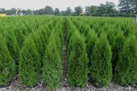 Thuja occidentalis 'Smaragd'