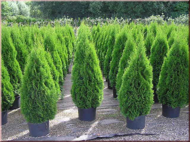 Thuja occidentalis 'Smaragd'