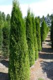 Thuja occidentalis 'Smaragd'