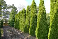 Thuja occidentalis 'Smaragd'