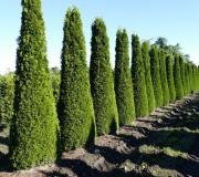 Thuja occidentalis 'Smaragd'