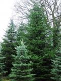 Abies nordmanniana