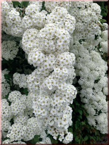 Spiraea vanhouttei