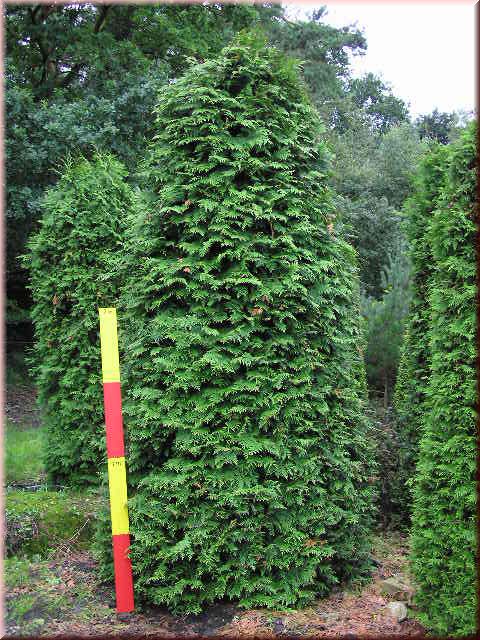 Thuja plicata 'Dura'