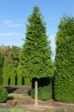 Thuja plicata 'Martin'