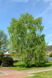 Betula pendula