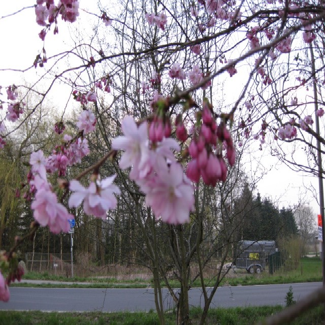 Prunus sargentii Veredlung CAC