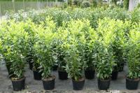 Prunus lauroc. 'Genolia' ®