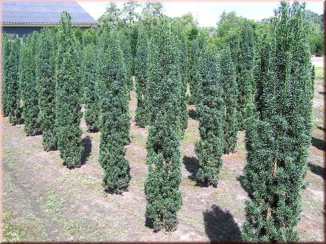 Taxus baccata 'Fastigiata Robusta'