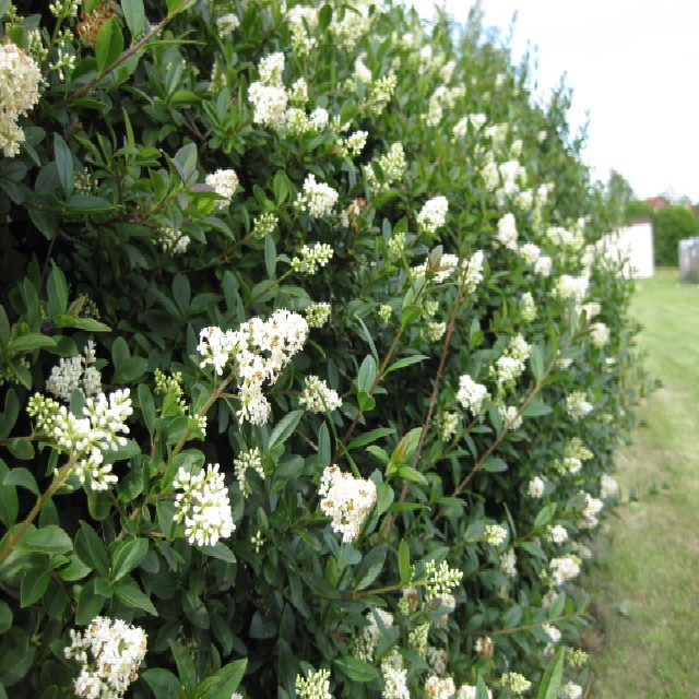 Ligustrum vulgare 'Atrovirens'