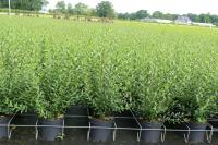 Ligustrum vulgare 'Atrovirens'