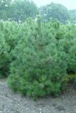 Pinus nigra ssp. nigra