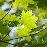 Acer platanoides