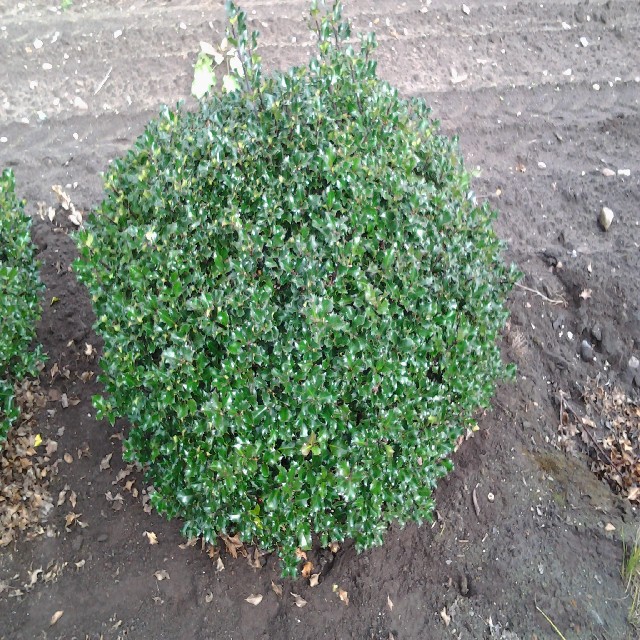 Ilex meserveae 'Blue Angel' ®