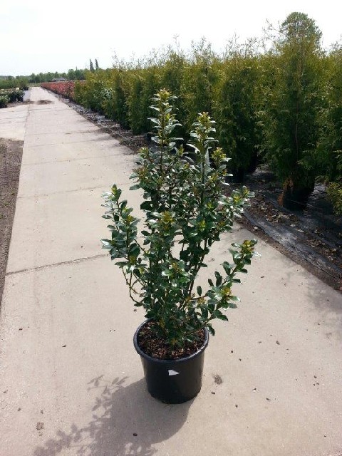 Ilex meserveae 'Heckenpracht' ®