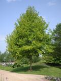 Quercus robur