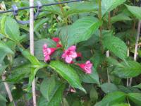 Weigela 'Bristol Ruby'