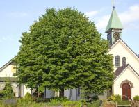 Tilia cordata