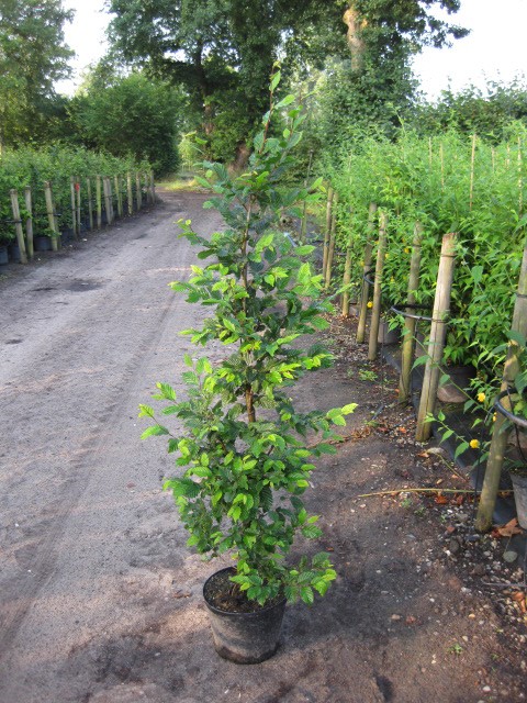 Carpinus betulus