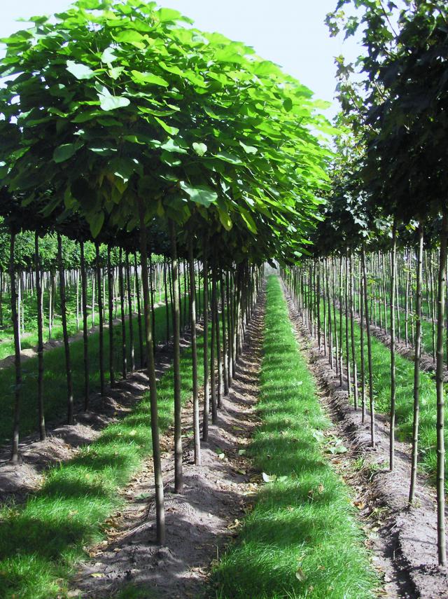 Catalpa bignonioides 'Nana'