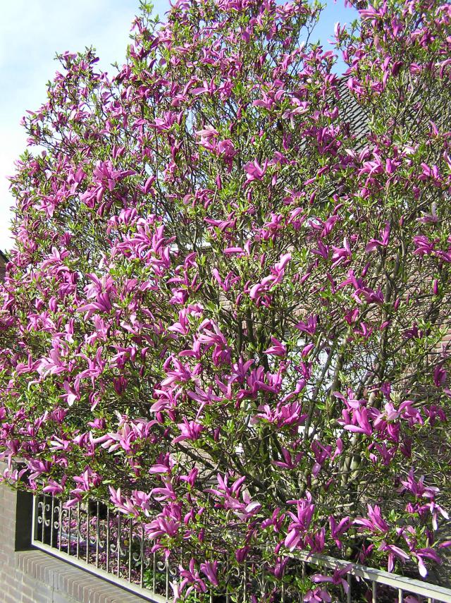 Magnolia liliiflora 'Nigra'