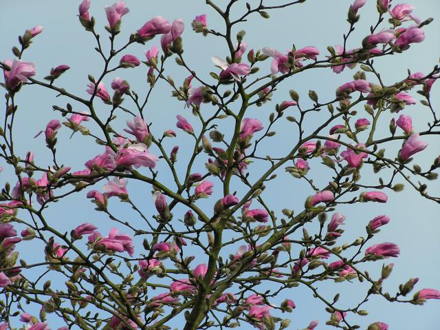 Magnolia liliiflora 'Nigra'