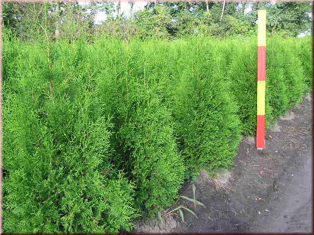 Thuja occidentalis 'Brabant'