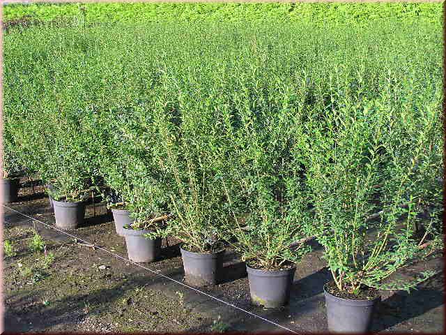 Ligustrum vulgare 'Atrovirens'