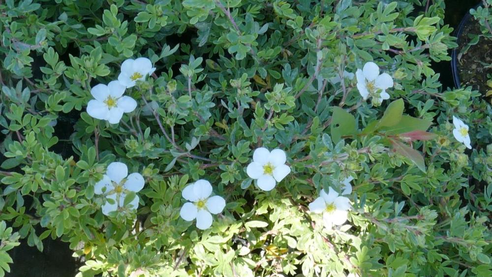 Potentilla fruticosa 'Abbotswood'