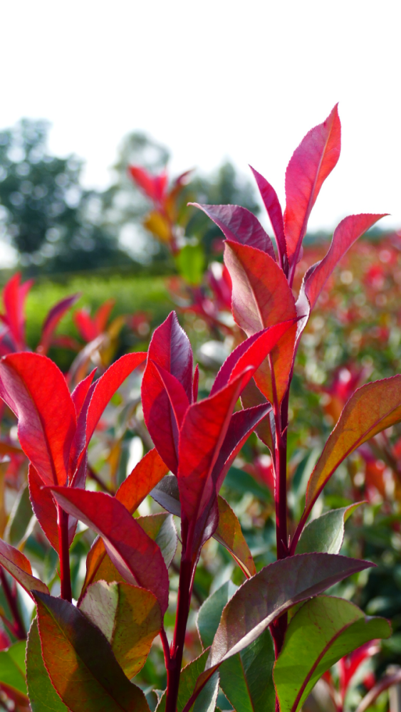 Photinia fraseri 'Devil's Dream' -R-