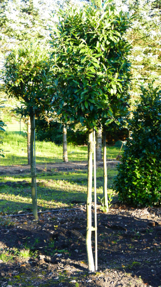 Prunus lauroc. 'Herbergii'