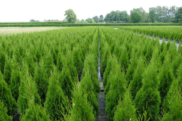 Thuja occidentalis 'Smaragd'