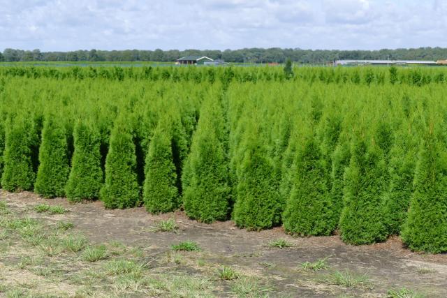 Thuja occidentalis 'Smaragd'