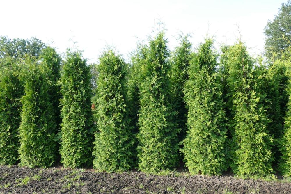 Thuja plicata 'Martin'