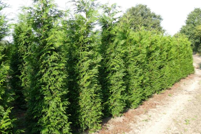 Thuja plicata 'Martin'