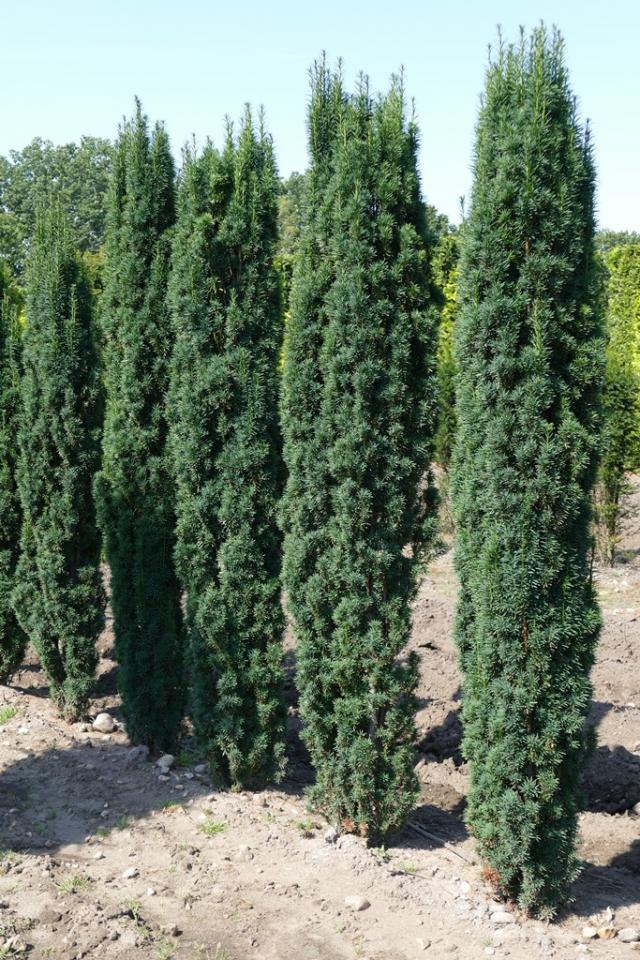 Taxus baccata 'Fastigiata Robusta'