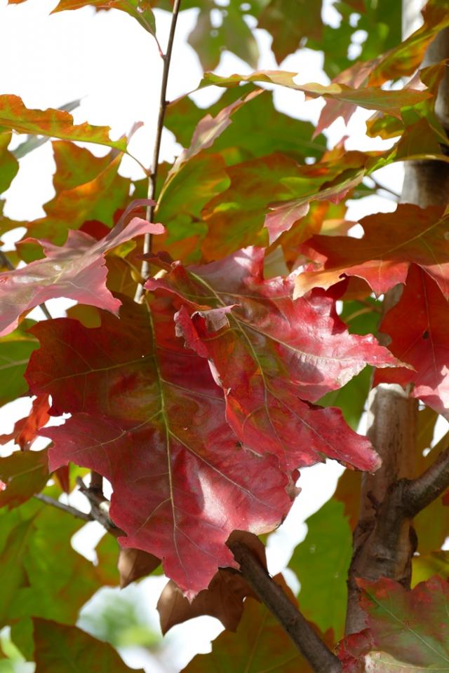 Quercus rubra