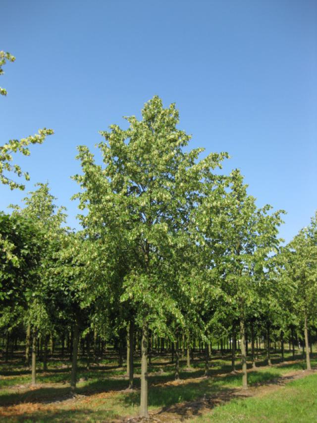 Tilia cordata 'Greenspire'