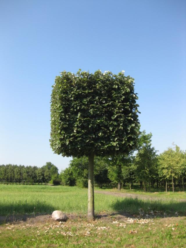 Tilia cordata 'Greenspire'