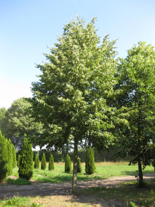 Tilia cordata 'Greenspire'