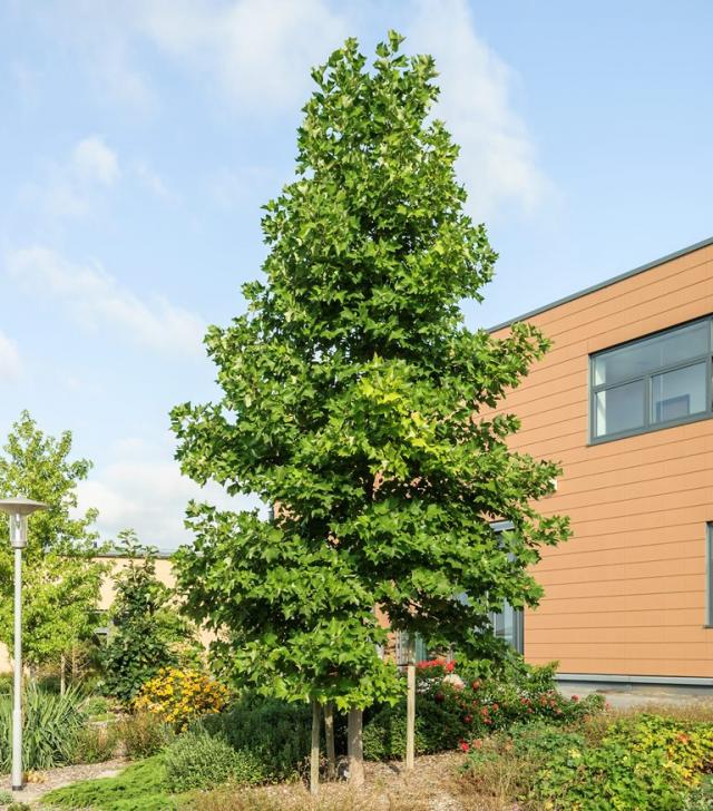 Liquidambar styraciflua