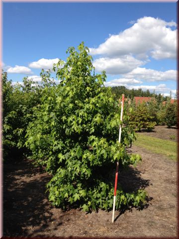 Liquidambar styraciflua