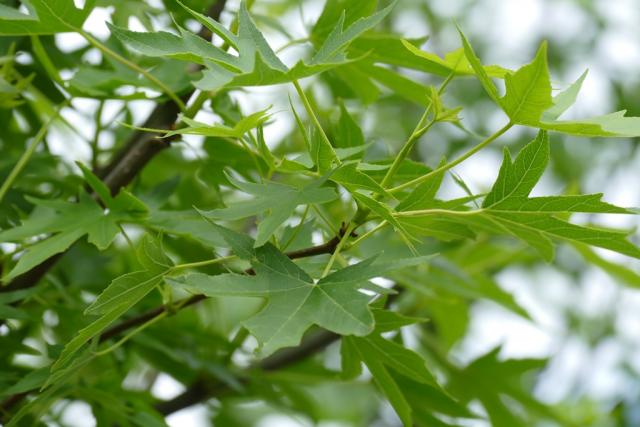 Liquidambar styraciflua 'Worplesdon'