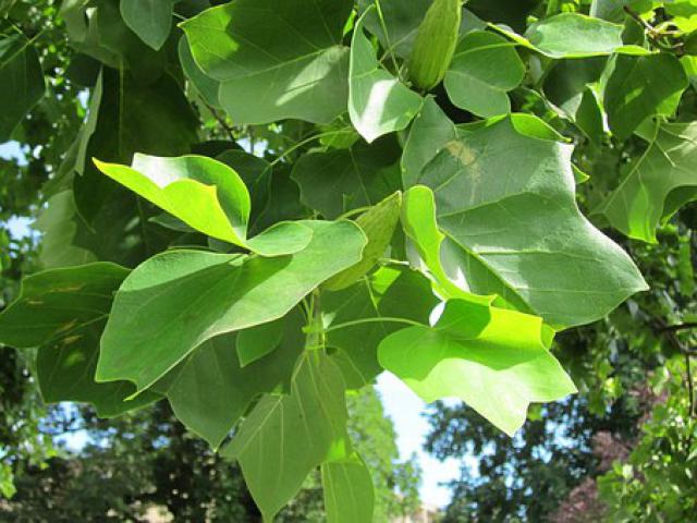 Liriodendron tulipifera