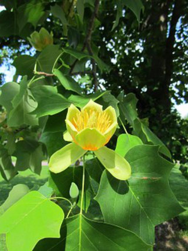 Liriodendron tulipifera