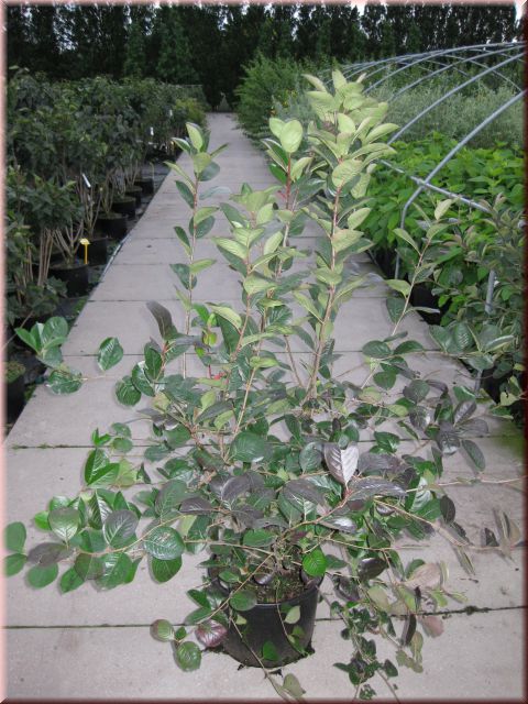 Aronia prunifolia'Viking'