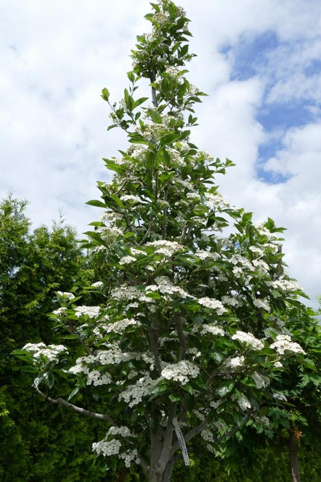 Crataegus lavallei 'Carrierei'