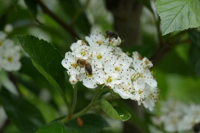 Crataegus lavallei 'Carrierei'